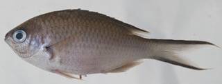 To NMNH Extant Collection (Chromis multilineata USNM 414555 photograph lateral view)