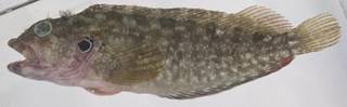 To NMNH Extant Collection (Labrisomus nuchipinnis USNM 413558 photograph lateral view)
