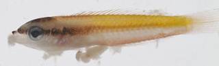To NMNH Extant Collection (Halichoeres pictus USNM 413506 photograph lateral view)