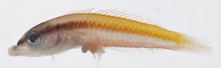 To NMNH Extant Collection (Halichoeres pictus USNM 413515 photograph lateral view)