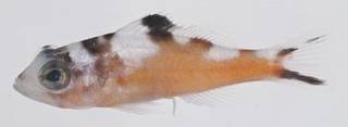 To NMNH Extant Collection (Serranus tabacarius USNM 414503 photograph lateral view)