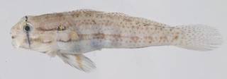 To NMNH Extant Collection (Gnatholepis thompsoni USNM 413480 photograph lateral view)