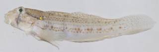 To NMNH Extant Collection (Gnatholepis thompsoni USNM 414547 photograph lateral view)