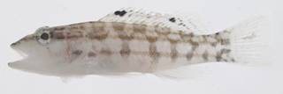 To NMNH Extant Collection (Serranus tigrinus USNM 413504 photograph lateral view)