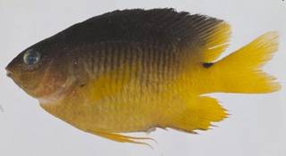 To NMNH Extant Collection (Stegastes variabilis USNM 414559 photograph lateral view)