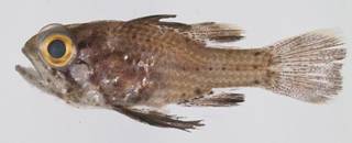 To NMNH Extant Collection (Astrapogon USNM 413539 photograph lateral view)