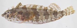 To NMNH Extant Collection (Malacoctenus USNM 413561 photograph lateral view)