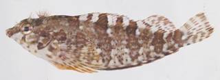 To NMNH Extant Collection (Malacoctenus USNM 414523 photograph lateral view)