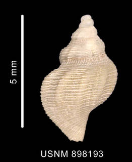 To NMNH Extant Collection (Pleurotomella (Anomalotomella) simillima Thiele, 1912 shell dorsal view)