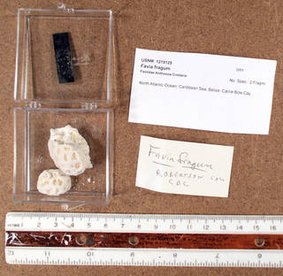 To NMNH Extant Collection (IZ COE USNM 1219125 fragments)