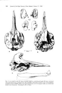 To NMNH Extant Collection (Mead & Baker 1987 M hectori from California figure 3)