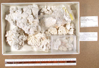 To NMNH Extant Collection (IZ COE USNM 89298 fragments)