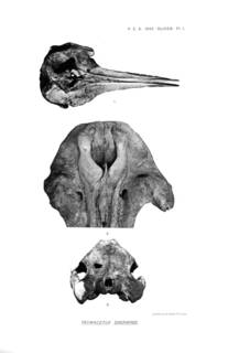 To NMNH Extant Collection (Oliver 1937 Tasmacetus shepherdi - a new genus of beaked whale from New Zealand)