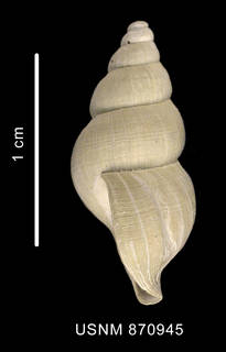 To NMNH Extant Collection (Probuccinum tenerum (Smith, 1907) shell lateral view)
