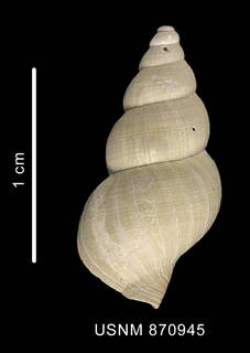 To NMNH Extant Collection (Probuccinum tenerum (Smith, 1907) shell dorsal view)