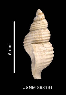 To NMNH Extant Collection (Prosipho spiralis Thiele, 1912 shell lateral view)