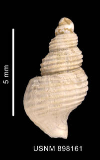 To NMNH Extant Collection (Prosipho spiralis Thiele, 1912 shell dorsal view)