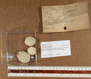 To NMNH Extant Collection (IZ COE USNM 1221349 fragments)