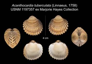 To NMNH Extant Collection (Acanthocardia tuberculata USNM 1197357)