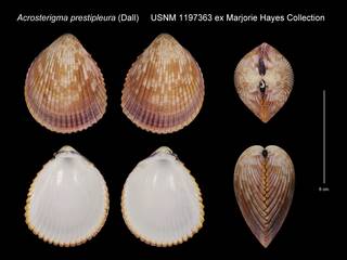 To NMNH Extant Collection (Acrosterigma prestipleura USNM 1197363)