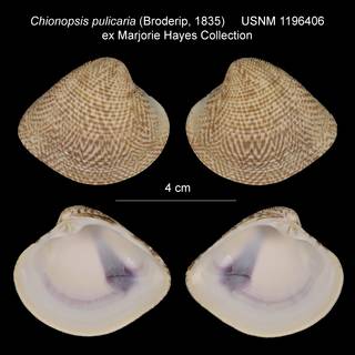 To NMNH Extant Collection (Chionopsis pulicaria USNM 1196406)