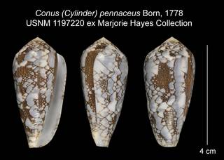 To NMNH Extant Collection (Conus (Cylinder) pennaceus USNM 1197220)