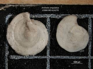 To NMNH Paleobiology Collection (Archaias angulatus USNM MO 624270 p1)