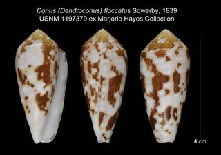 To NMNH Extant Collection (Conus (Dendroconus) floccatus USNM 1197379)