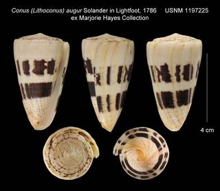 To NMNH Extant Collection (Conus (Lithoconus) augur USNM 1197225)