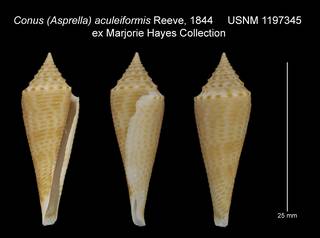 To NMNH Extant Collection (Conus Asprella aculeiformis USNM 1197345)
