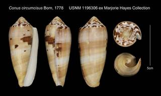 To NMNH Extant Collection (Conus circumcisus USNM 1196306)