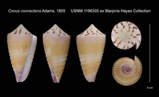 To NMNH Extant Collection (Conus connectens USNM 1196305)