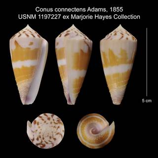 To NMNH Extant Collection (Conus connectens USNM 1197227)
