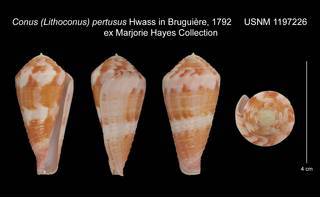 To NMNH Extant Collection (Conus Lithoconus pertusus USNM 1197226)