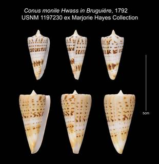 To NMNH Extant Collection (Conus monile USNM 1197230)