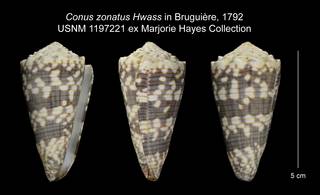 To NMNH Extant Collection (Conus zonatus USNM 1197221)