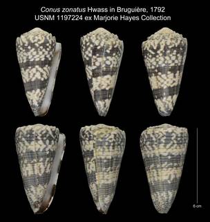 To NMNH Extant Collection (Conus zonatus USNM 1197224)