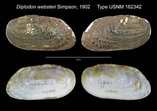 To NMNH Extant Collection (Diplodon websteri Type USNM 162342)