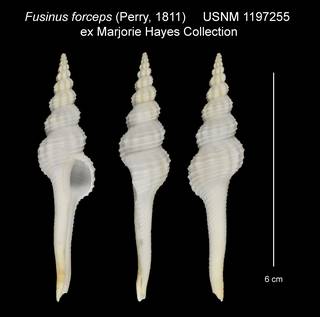To NMNH Extant Collection (Fusinus forceps USNM 1197255)