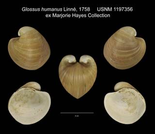 To NMNH Extant Collection (Glossus humanus USNM 1197356)