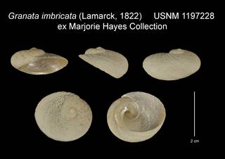 To NMNH Extant Collection (Granata imbricata USNM 1197228)