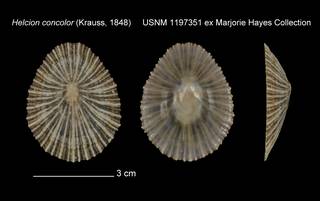 To NMNH Extant Collection (Helcion concolor USNM 1197351)
