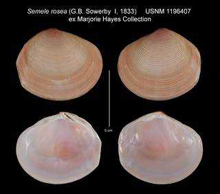 To NMNH Extant Collection (Semele rosea USNM 1196407)