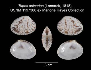 To NMNH Extant Collection (Tapes sulcarius USNM 1197360)