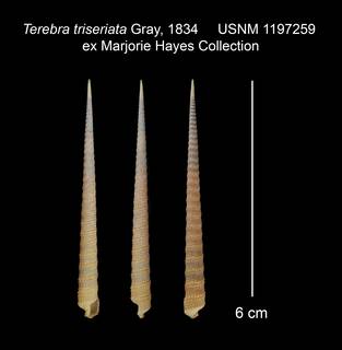To NMNH Extant Collection (Terebra triseriata USNM 1197259)