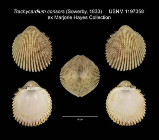 To NMNH Extant Collection (Trachycardium (Trachyardium) consors USNM 1197358)