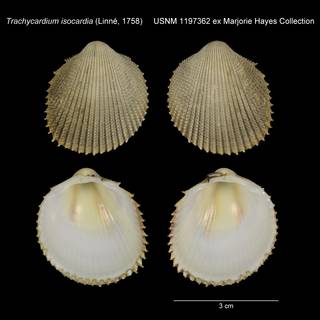 To NMNH Extant Collection (Trachycardium isocardia USNM 1197362)