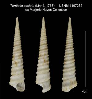 To NMNH Extant Collection (Turritella exoleta USNM 1197262)