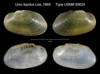 To NMNH Extant Collection (Unio lepidus Type USNM 85624)