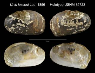 To NMNH Extant Collection (Unio lessoni Holotype USNM 85723)